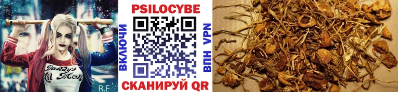 Купить где  Ветлуга  Галлюциногенные грибы Psilocybine cubensis 